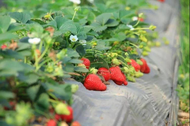 草莓种植管理过程中还需要注意哪些事项?草莓能用水溶肥吗?