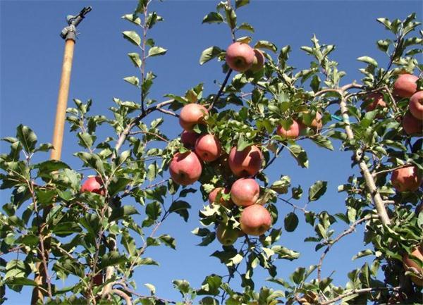  水果 苹果 种植技术 正文 1,高标准建园 建园时按株行距顺行向挖