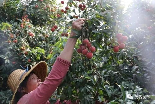 这种水果上榜 2021年第二批全国名特优新农产品名录公示