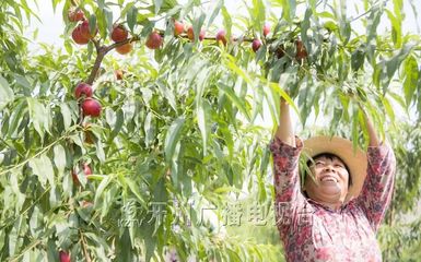 开州大德460名村民开辟“鲜花果园” 出产的果子不简单!