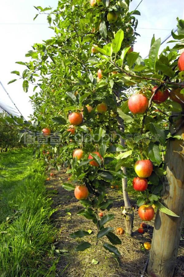 苹果种植园里新鲜成熟的苹果